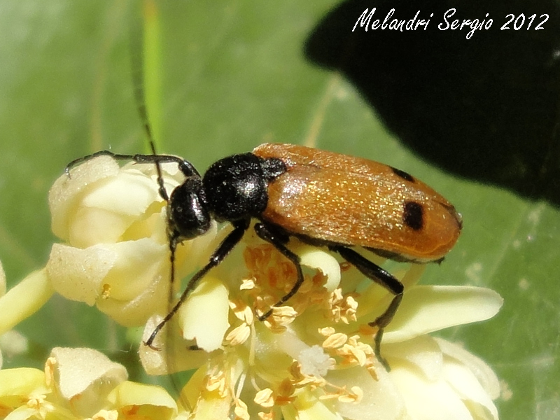 Meloidae: Euzonitis quadrimaculata